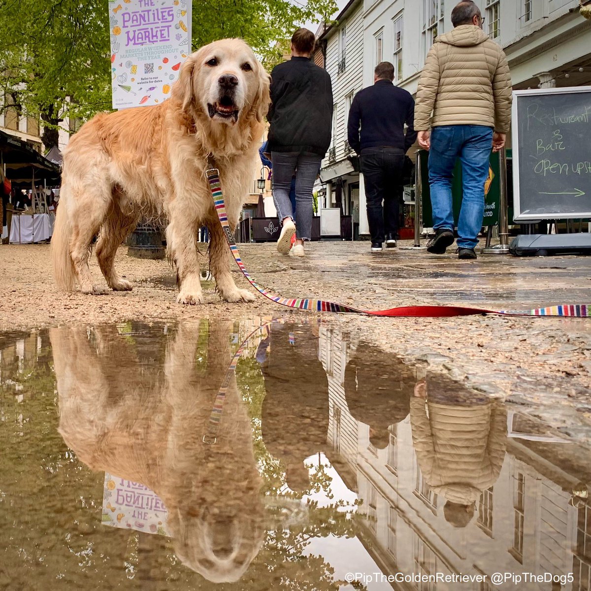 🌤️🐶📸

Reflections of my life.

#GoldenRetrievers 🐕😀🐾
