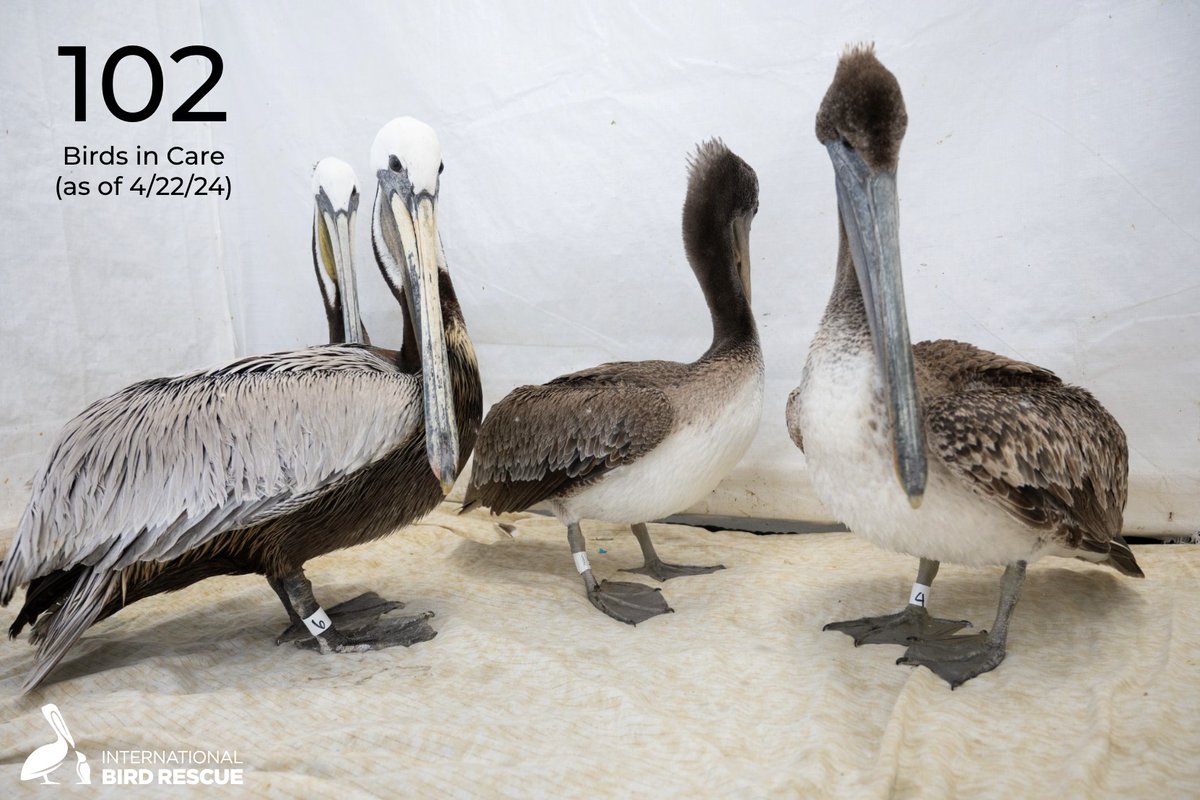 Birds in care: Recent reports of increasing number of emaciated Brown Pelicans coming into care, serve as a stark reminder that our work in wildlife rehabilitation never truly ends. 📷 Ariana Gastelum