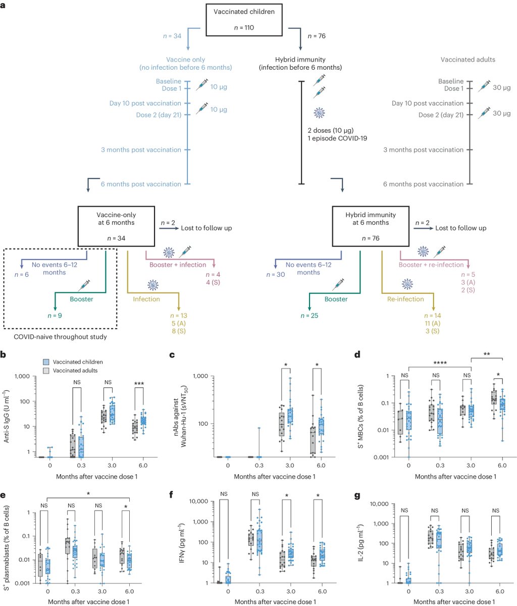 Waggoner Lab (@labwaggoner) on Twitter photo Spike-specific memory B cells and T cells are correlates of protection against symptomatic SARS-CoV-2 infection in vaccinated children <a href="/YoujiaZhong/">Youjia Zhong</a> <a href="/EngEongOoi/">Eng Eong Ooi</a> <a href="/ElizabethHTham/">Elizabeth Tham</a> <a href="/NatureMedicine/">Nature Medicine</a>
nature.com/articles/s4159… Spike-specific memory B cells and T cells are correlates of protection against symptomatic SARS-CoV-2 infection in vaccinated children <a href="/YoujiaZhong/">Youjia Zhong</a> <a href="/EngEongOoi/">Eng Eong Ooi</a> <a href="/ElizabethHTham/">Elizabeth Tham</a> <a href="/NatureMedicine/">Nature Medicine</a>
nature.com/articles/s4159…