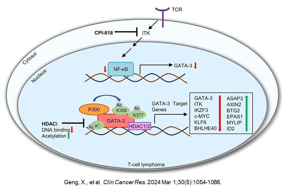 Using sequencing approaches and experimental models in a study funded by our division, researchers @UMich et al. showed that histone deacetylase inhibition impairs GATA-3 dependent gene transcription in cutaneous T-cell #lymphoma @CCR_AACR aacrjournals.org/clincancerres/….