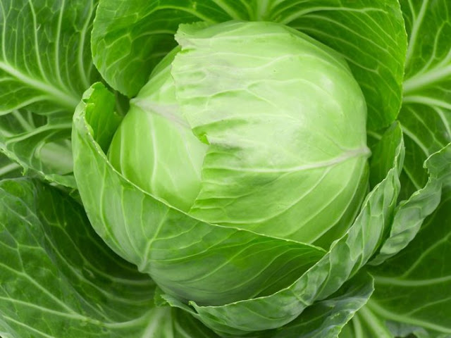 YaDa Chef Private and Personal Chefs: 

What's New and Beneficial About Cabbage food.yadachef.com/2018/02/whats-… 

#healthbenefits #healthandwellness #personalchef #privatechef #palmbeach #westpalmbeach #fortlauderdale #bocaraton #cabbage