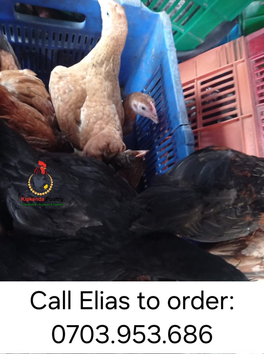 KipkendaPoultry's tweet photo. No customer is less significant than another! We've received customers who've gone to buy one, two a dozen or 200 chicks and they all matter to us. Order yours! @SeroneiCheison @SinoninTea @SinoninBiotech @VeganVlavour #Sustainable #NurturedWithPassion #MadeInNandi https://t.co/qqGKaWvYZG