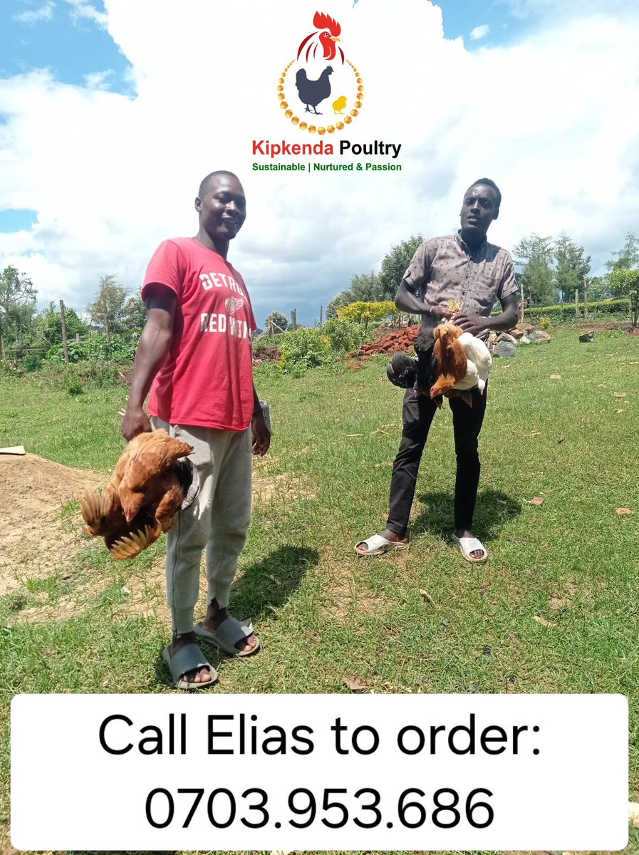 KipkendaPoultry's tweet photo. No customer is less significant than another! We've received customers who've gone to buy one, two a dozen or 200 chicks and they all matter to us. Order yours! @SeroneiCheison @SinoninTea @SinoninBiotech @VeganVlavour #Sustainable #NurturedWithPassion #MadeInNandi https://t.co/qqGKaWvYZG