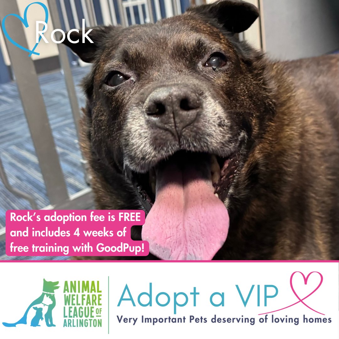 Did anyone catch Rock's special guest appearance on #GoodDayDC this morning?! He did a great job and charmed everyone with his big smile! His adoption fee is FREE & includes 4 weeks of training with the GoodPup app! Learn more about Rock at awla.org/pet/rock/
