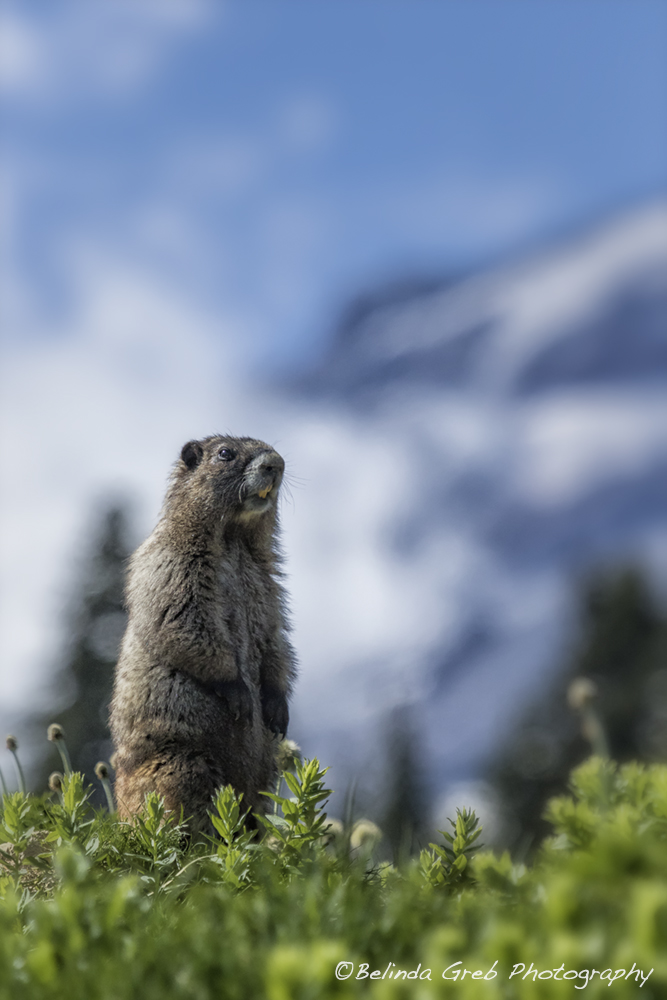 I loved this marmot against the backdrop of his prime home location on the banks of Mount Rainier. belinda-greb.pixels.com/featured/marmo… #Wildlifephotography by Belinda Greb #photography