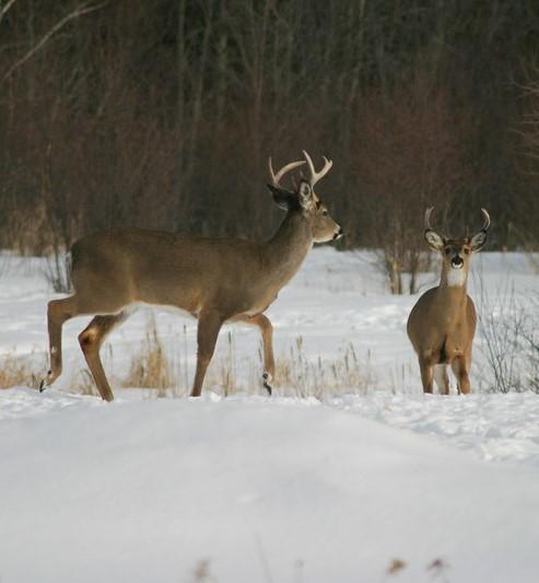 CWD confirmed in Pierce County wild deer, Wisconsin officials report The 4- to 5-year-old doe, which had showed signs of illness, was found in Spring Lake, near the Dunn and St. Croix county borders. cidrap.umn.edu/chronic-wastin… Photo: Marcel Holyoak / Flickr cc