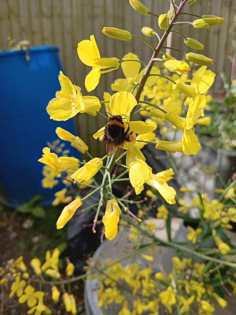 Beautiful visitors in the garden today. Our insect friends out in the 🌞.One brave 🦋 a winter survivor perhaps!   @GreenGymPenge @catoralexandra @PengeRecFriends @13_Pigeons_ @tuits03945036 @thepengetourist @AbundanceLondon @ brynawelrehab @WildLondon #se20 #penge🐞🐦💚🌳🌾🐛🦠