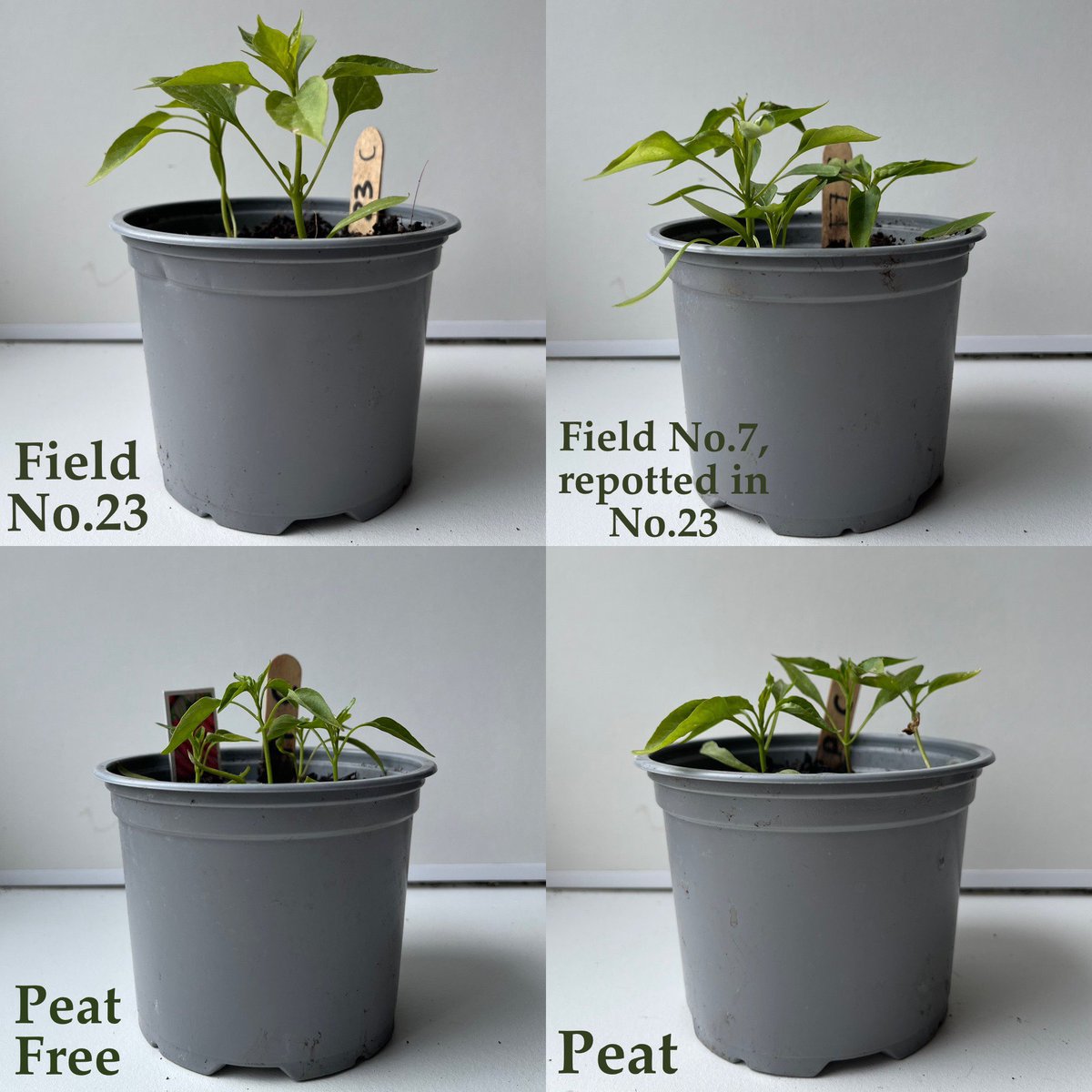 For the last day of #peatfreeapril we wanted to share our experiment:

We compared the growth of chilli seeds in our peat free potting blend compost and seed compost, to another peat free brand and a peat-based compost. 🌶️

As you can see, #peatfree is just as good as peat! 🌱