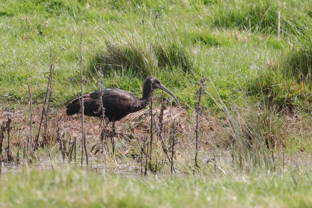 Glossy Ibis Ken Hill fresh grazing marsh and Turtle Doves Snettisham coastal park