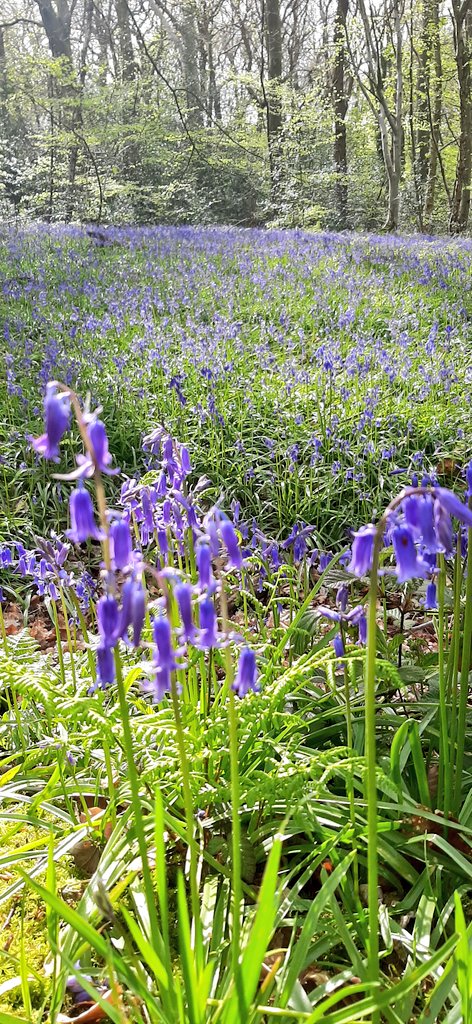 Beautiful bluebell walk! Todays dog walk feels quite optimistic - birdsong, bluebells and blue skies. Hopefully the start of Summer days ahead!

#todayswalk #dogwalks #mossvalley #Derbyshire #bluebell #woods #nature #countryside #flowertalk #JonathanMoseley