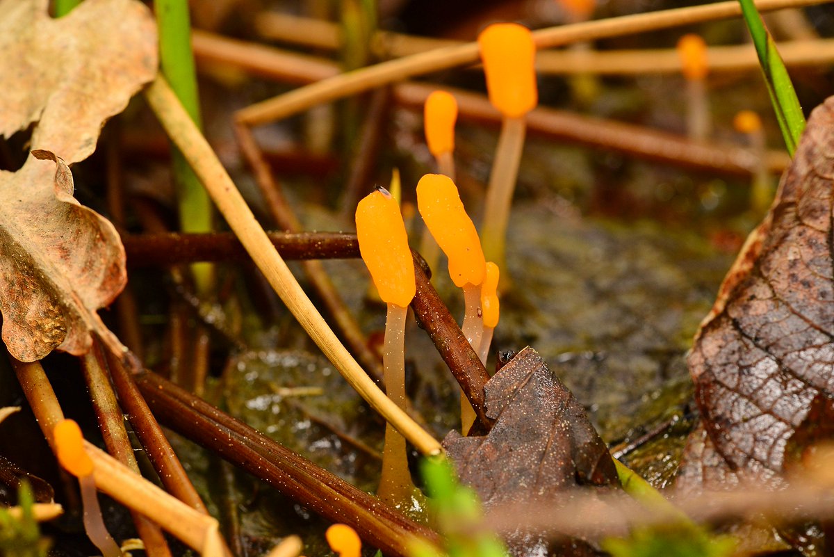 Bog beacon fungi (Mitrula paludosa) found today growing on aquatic vegetation in the ponds in Saltoun Big Wood, East Lothian. #Fungi #Mushrooms @wintoncastle