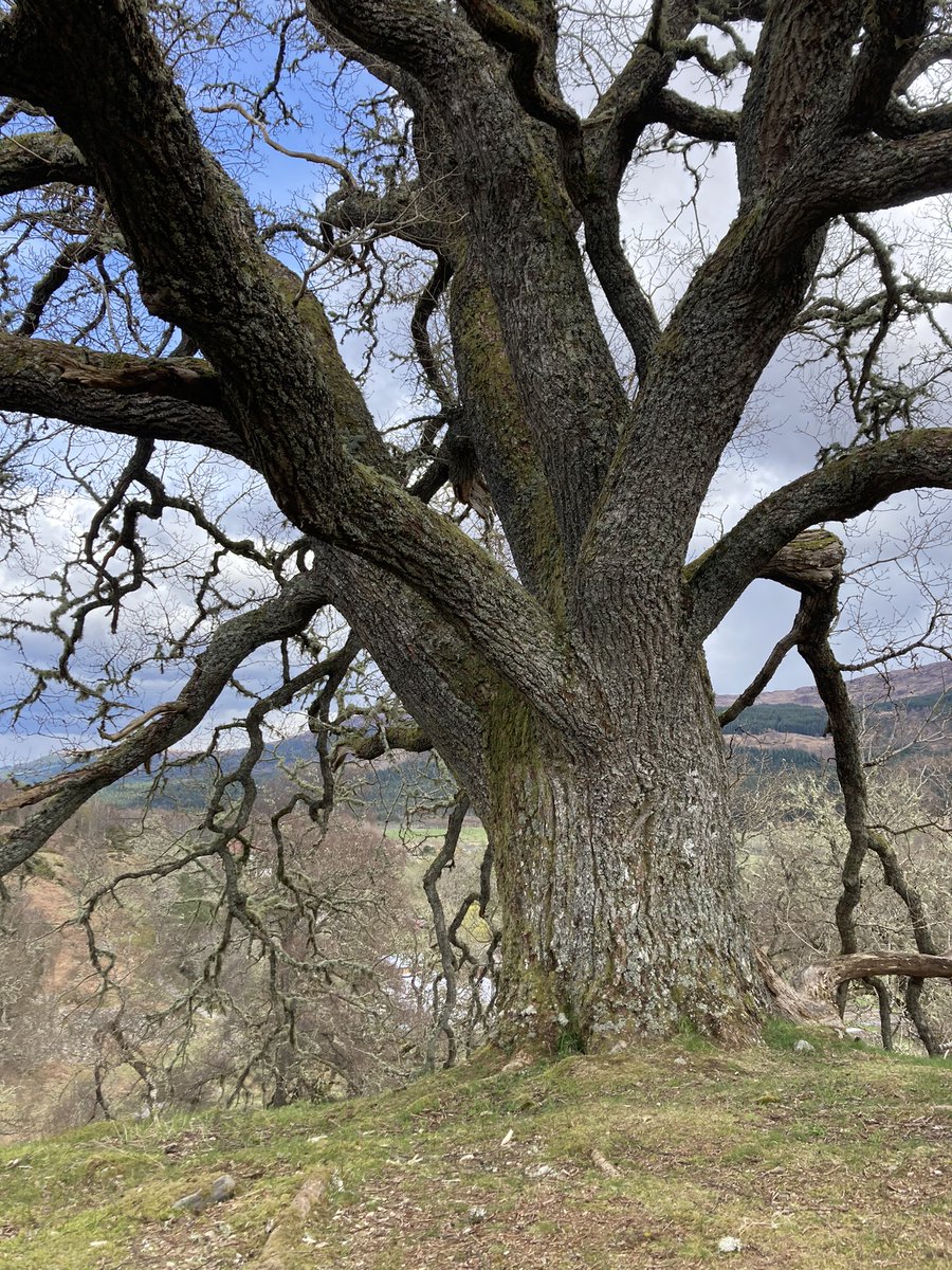 Thank you @VisitDundreggan for hosting Coille Coimhearsnachd na Comraich | Applecross Community Woodland! We explored Gaelic-led approaches to interpretation with presentations from Anna Macquarrie & Roddy Maclean. Very inspired to bring ideas back to Applecross @HeritageFundSCO