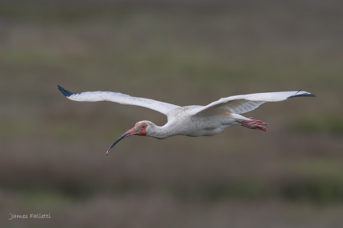 White Ibis
🔎 Eudocimus albus

#TwitterNatureCommunity #birds #birdphotography #BirdsSeenIn2024 #BirdsOfTwitter #NaturePhotography #birding @nature_org @mybirdcards @BirdWatchingMag @nature_NJ