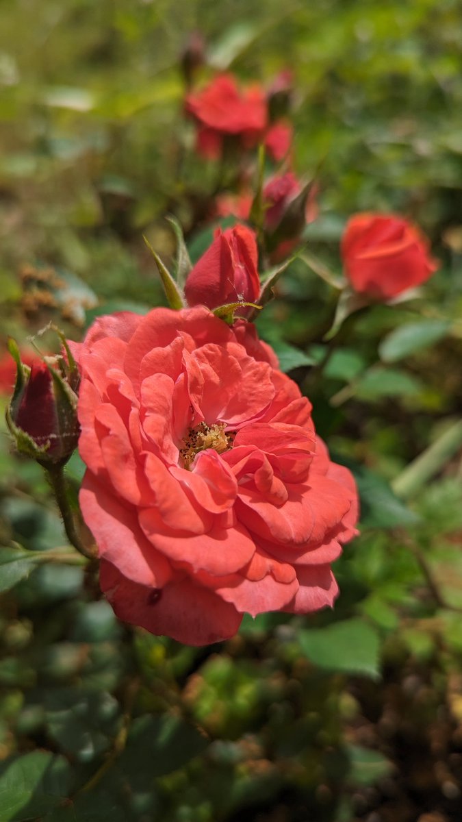 Spartan rose

#flowerphotography #flowersofx #flowers #Blossom #Rose