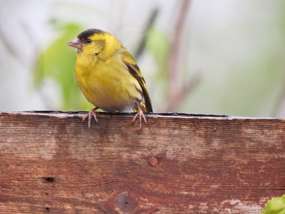 Male and Female siskin in the garden