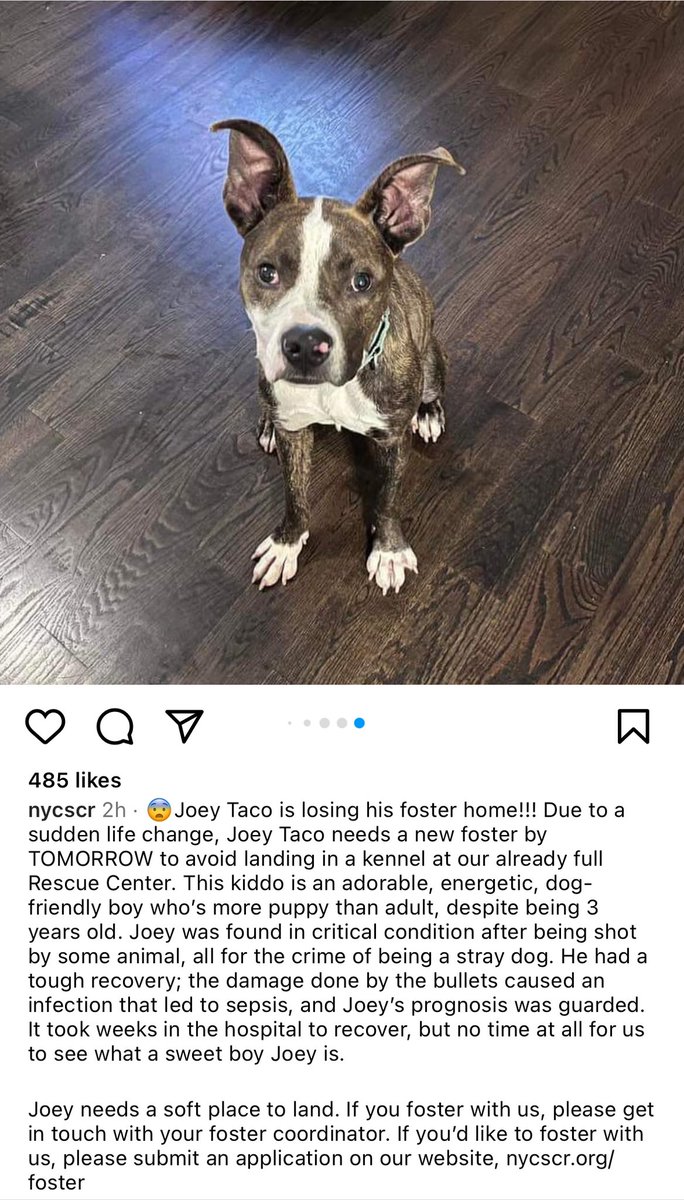 Joey Taco needs a foster home by tomorrow or he goes back to the shelter. Please if anyone is by or within driving distance to NYC, please consider fostering him! Please contact @nycscr !!!! @gretchemaben