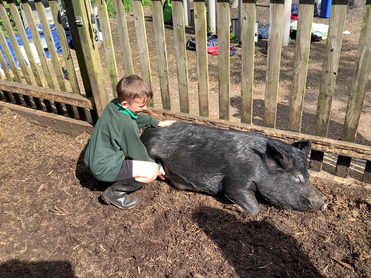 WPApigs's tweet photo. Pig club is back for the summer term!☀️ thank you KS1 and KS2 for your help today.
#happychildrenlearn #schoolpigs https://t.co/Ty76XxRAd8