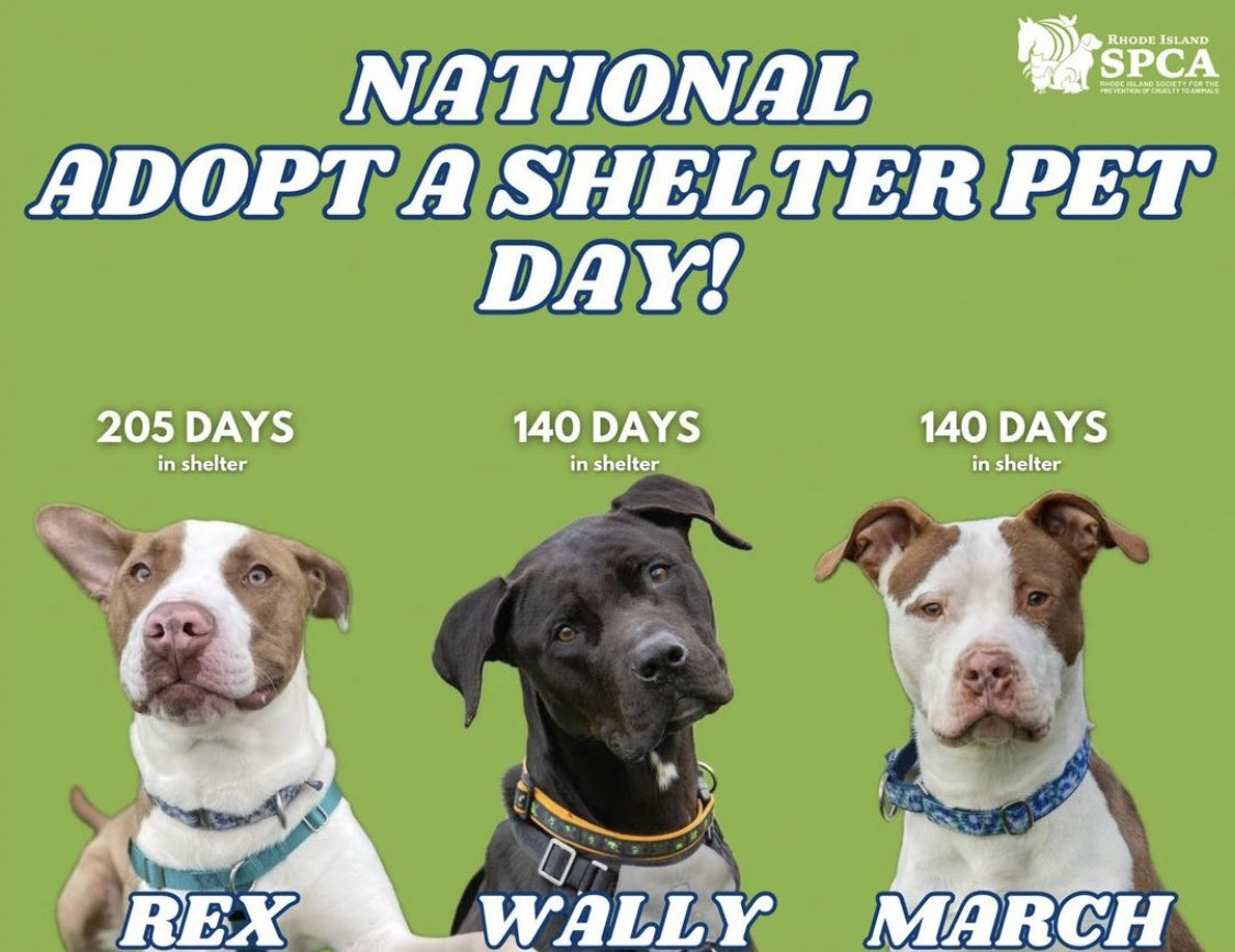 If you, too, are a dog lover, today is National Adopt a Shelter Pet Day — as @RISPCA, one of my favorite shelters, has reminded us. Thanks to all of you who have adopted AND to all of you who love your pets like family. ♥️🙏🏼🐾

#AdoptDontShop #DogsAreFamily