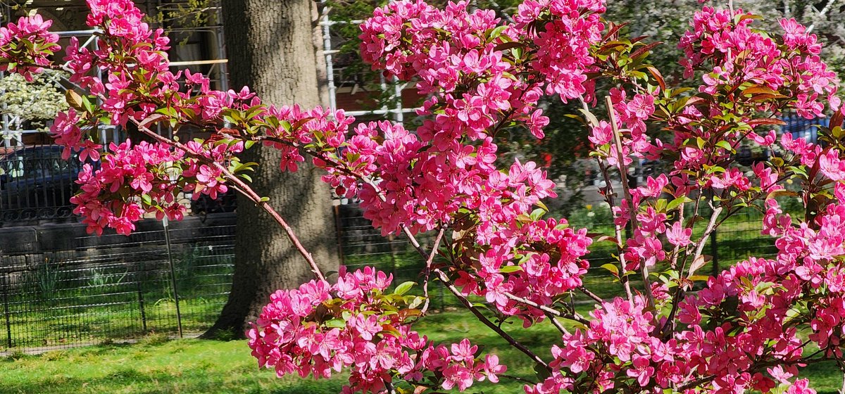Tree Blossoms #Spring #flowers #photography