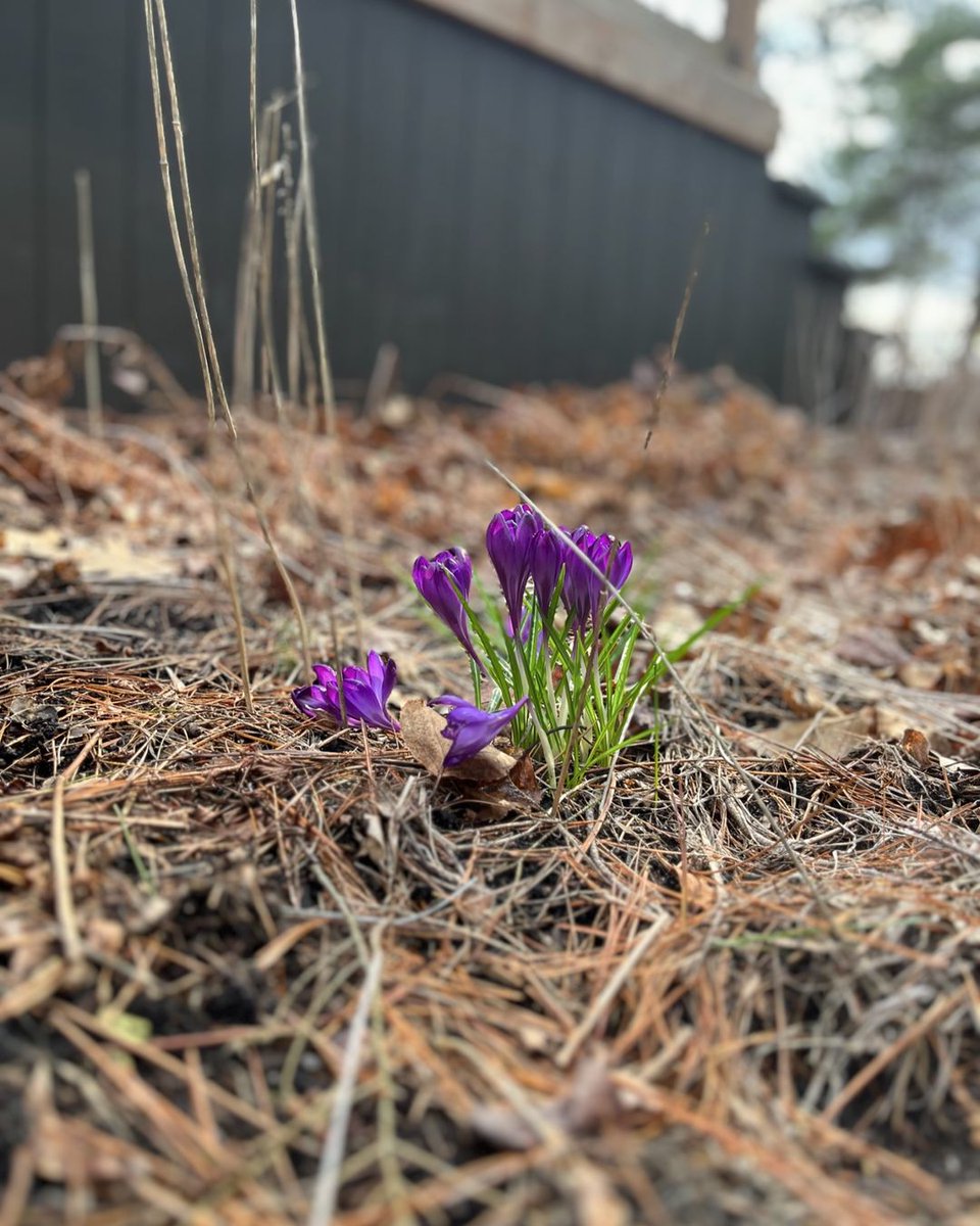 April showers bring May flowers, and oh, the beauty they bring to our cottages! 🌸✨ 

📸 @carly.lake.joseph
#cottage #cottagelife #cottagecountry #cottagelifesub #muskoka #muskokalakes #lakejoseph #spring #classiccottageoutfitters