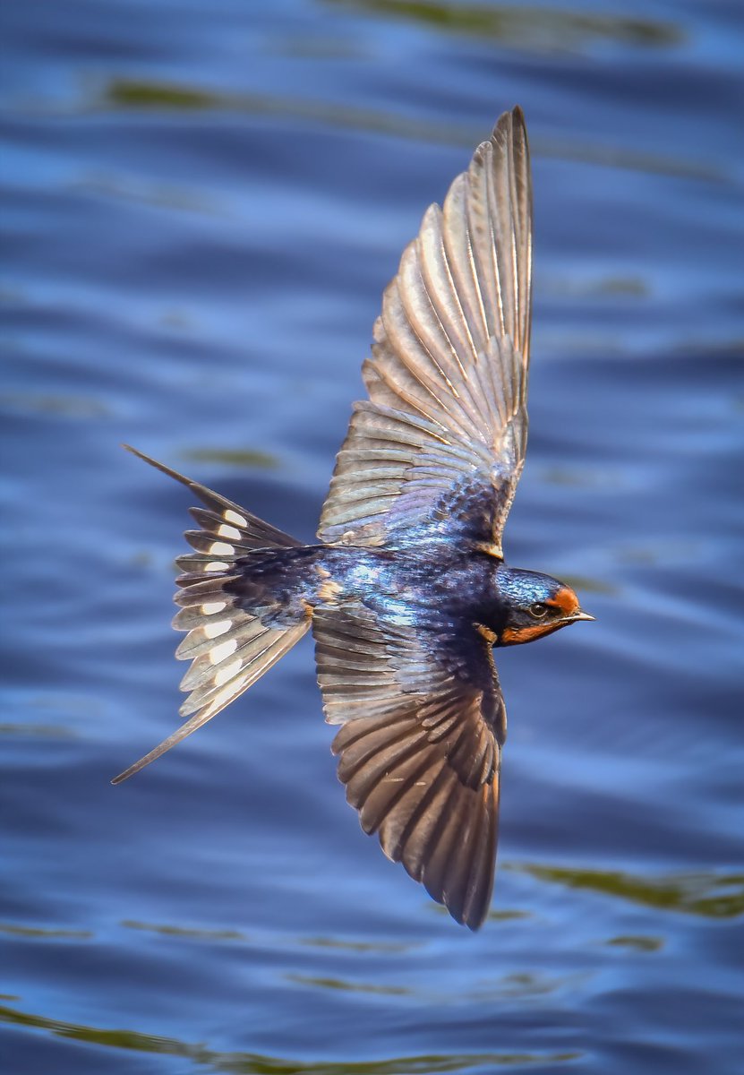 The Blue Bomber - Barn Swallow on the wing chasing after insects flying above the waters surface. #TwitterNatureCommunity #BirdsOfTwitter #Birds