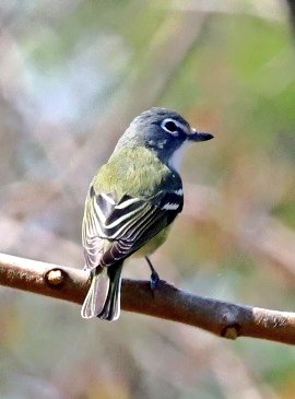 Blue-headed Vireo, Bayswater Point SP. #birding #birdwatching #springmigration @BirdQueens