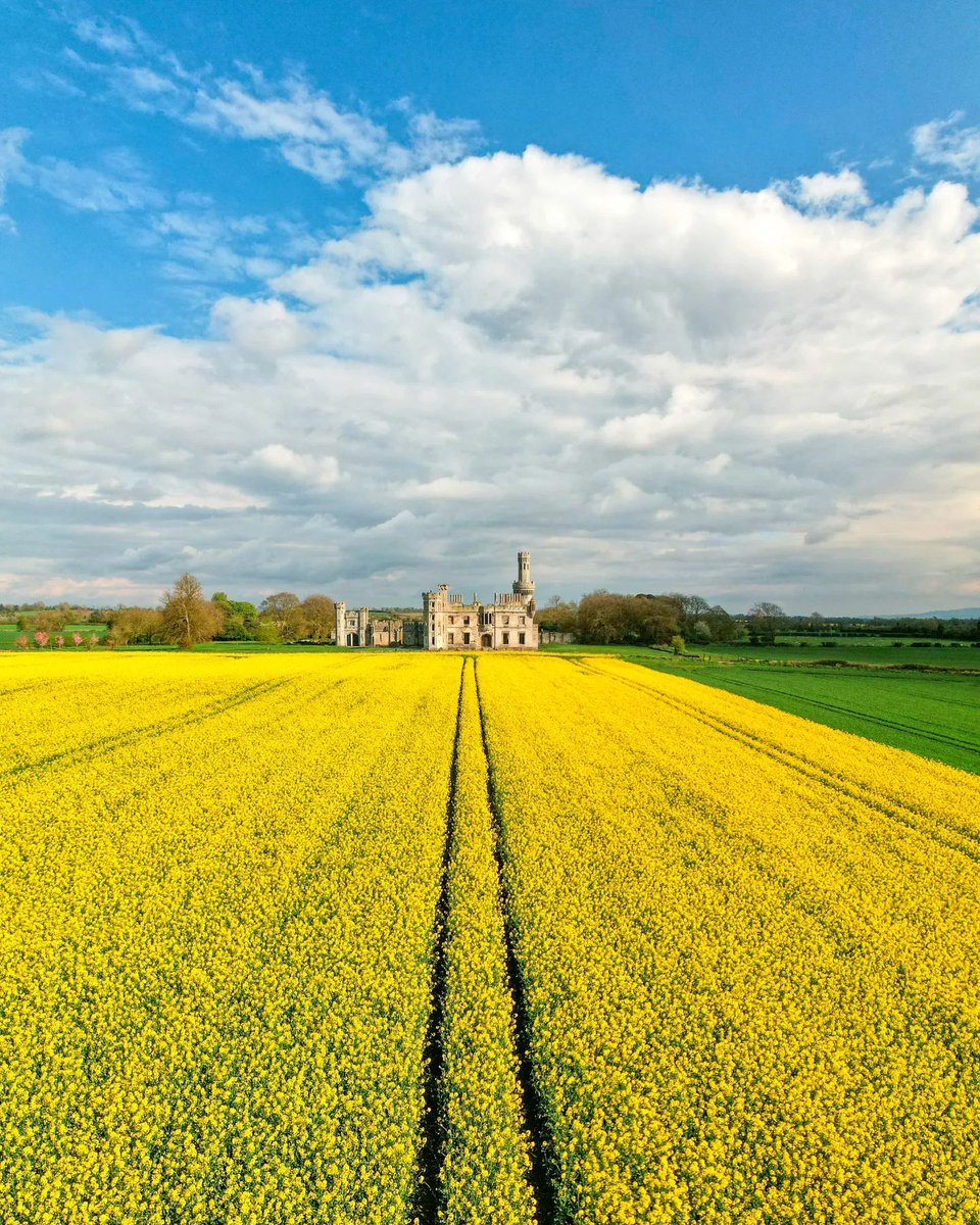 Fields of gold at #DuckettsGrove! 💛

This magical gem in County Carlow is definitely one for the instagram! 🤳🏻

Tag who you would love to share this picture-perfect moment with 👇

📸 cjabphotography [IG]
#KeepDiscovering #IrelandsAncientEast