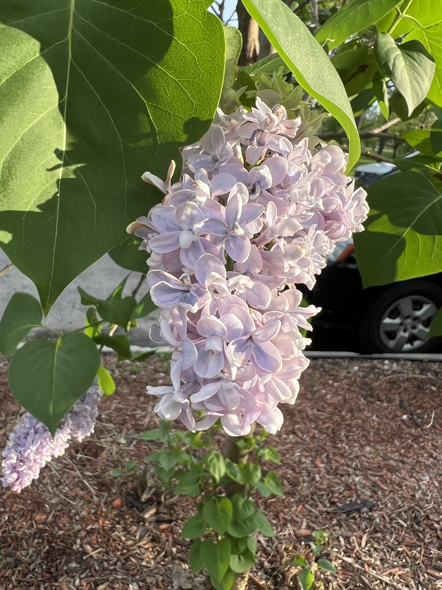 Lilacs are here. 👃😍