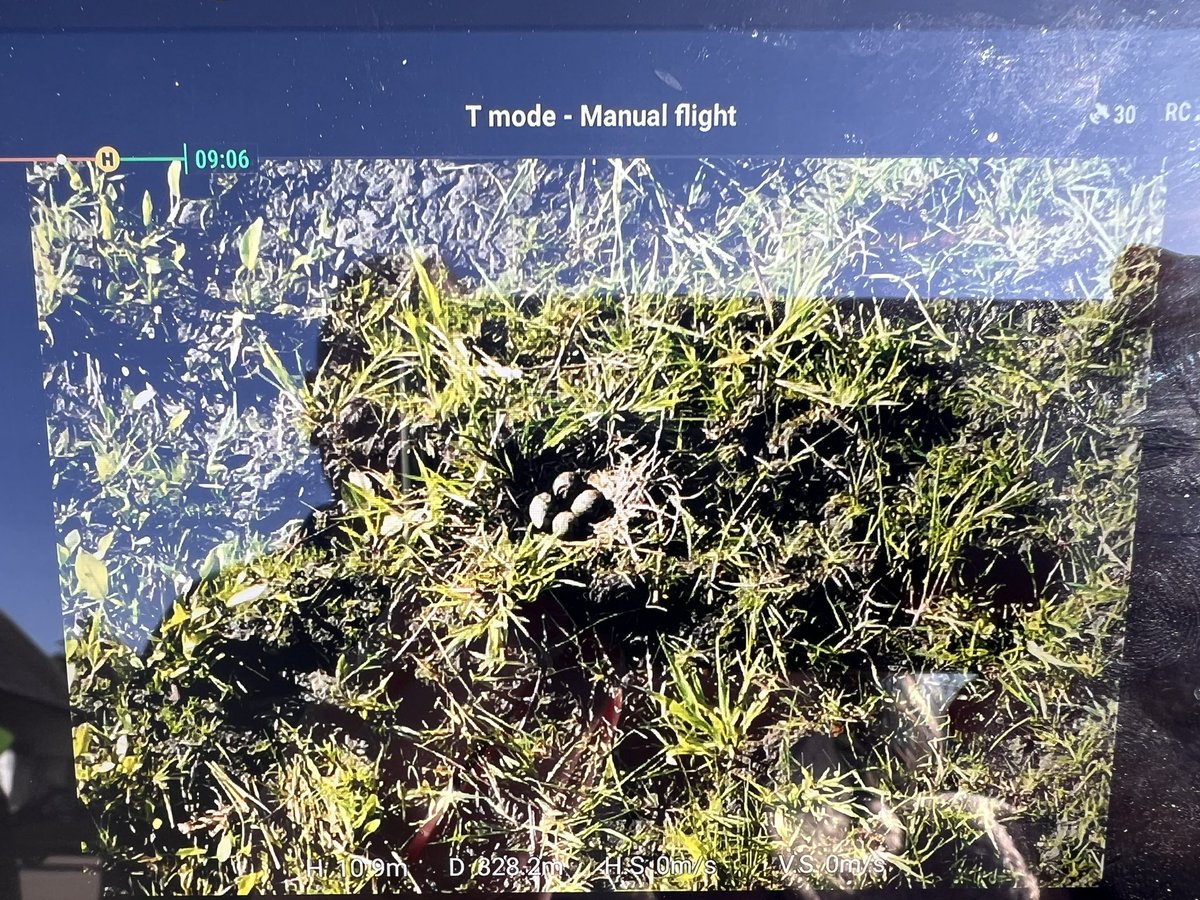 Mariska_Eggens's tweet image. Gistermorgen gingen ze met een drone over de #plasdas. We vonden nog mooi 2 nestjes van de #tureluur en 1 nest van de #kievit de #grutto zat ook op het nest. In totaal komen we iig op 37 nesten! Dat is meer dan vorig jaar! 
#weidevogelbeheer
#boerennatuur💚
#gangbare_akkerbouw🌱
