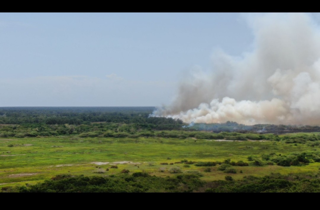 #ATENTOS así está ahora el grave incendio forestal en parque isla Salamanca que está afectando el ecosistema y la salud de miles personas en #Barranquilla 📷 cortesia @Demetrioaguas cc @AtlanticoEmi @jorgecura1070 @MinAmbienteCo @alcaldiabquilla @MagdalenaGober @UNGRD