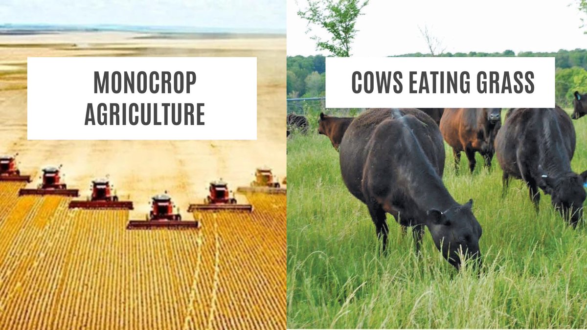 The perks of monocropping: - Intense chemicals - Bare, hard, dead soil - Increased water runoff - Hotter ground temperature - No wildlife habitat - More inputs required like pesticides - Unhealthy ecosystem that will end in catastrophe - Vastly inferior nutritional product The