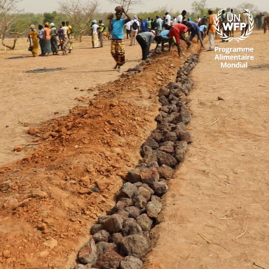 La technique du cordon pierreux consiste en une structure linéaire constituée d’un empilement de pierres. A #Tambacounda, @WFP_Senegal a organisé des sessions pratiques avec les communautés, la technique est souvent associée à d'autres pour favoriser l’infiltration de l’eau.