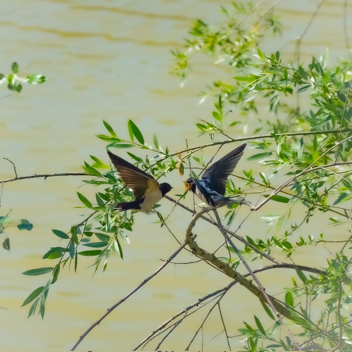 Golondrinas (río Guadalquivir, Córdoba) #golondrinas #swallows #naturaleza #nature #NaturePhotography #birdwatching #birdwachingphotography #avesdeespaña #birdsofeurope #wildnature #RíoGuadalquivir #guadalquivir #Córdoba