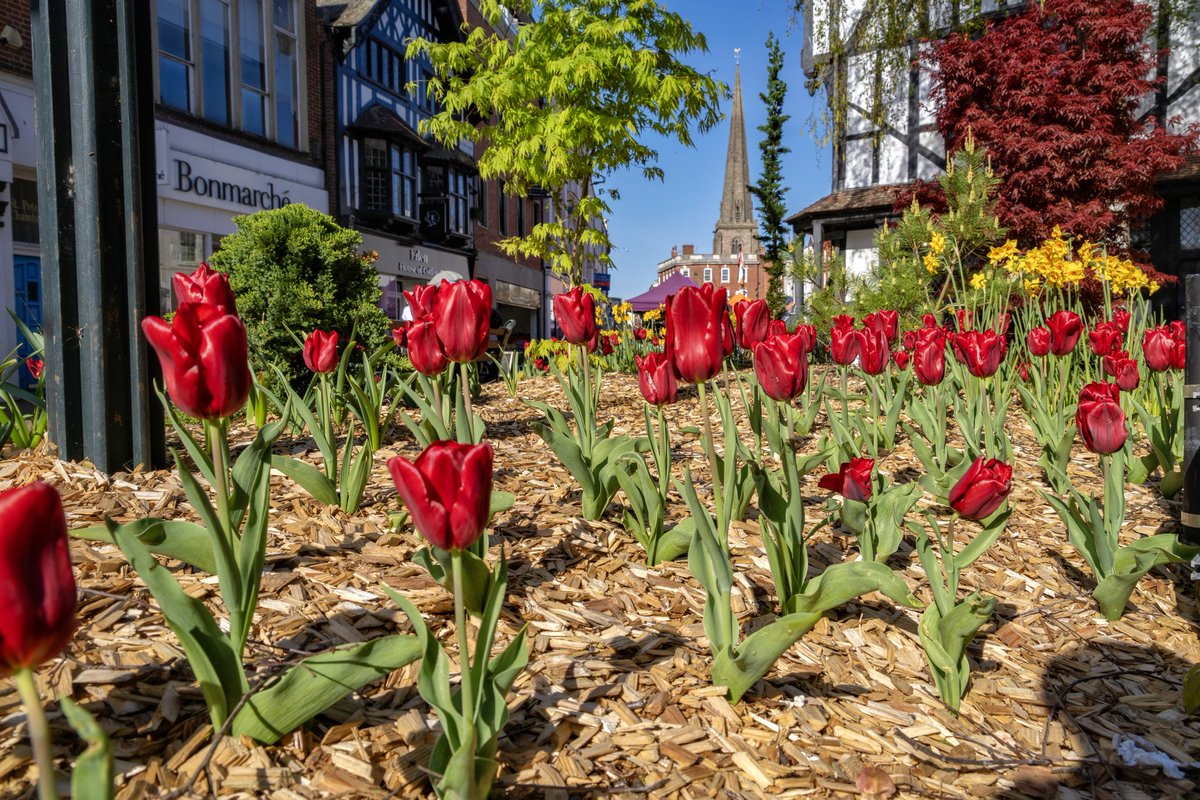 Blooming brilliant in #Hereford #Herefordshire 🌷