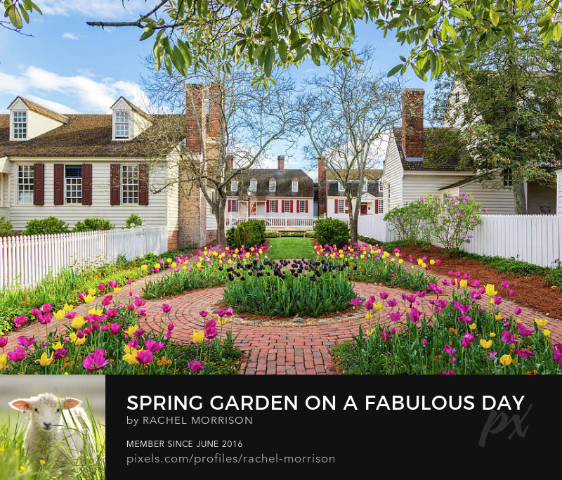 Spring Garden on a Fabulous Day in Williamsburg rachelsfineartphotography.com/featured/sprin… #Colonial #Virginia #photography #wallart #TulipsTuesday