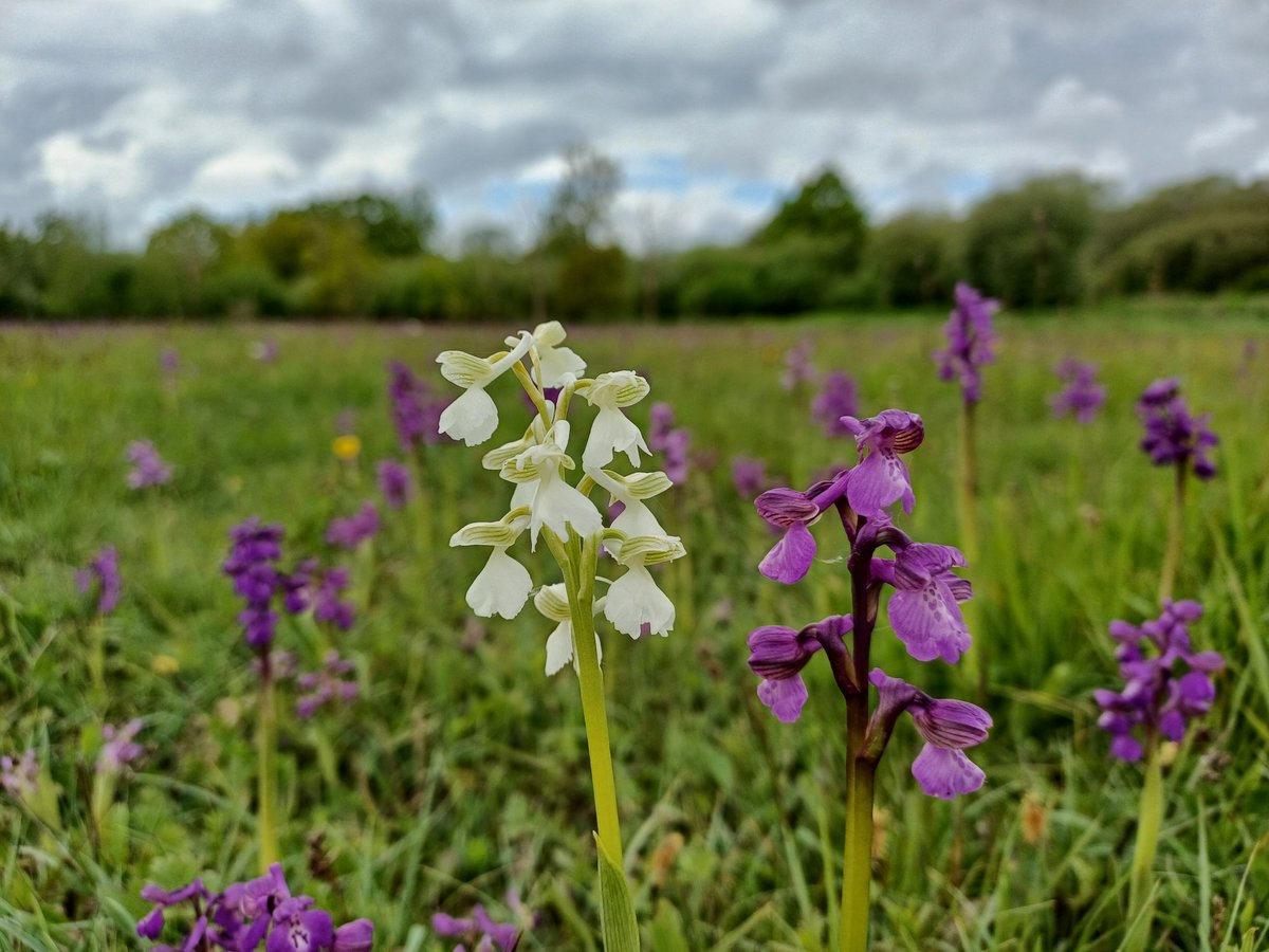 Some striking Green-winged orchids at @KentWildlife Marden Meadow, made a largely wasted trip (but very nice drive) to Tenterden worthwhile - quite a lot else to see too, but no Cuckoo yet. 
#orchids #wildflowers