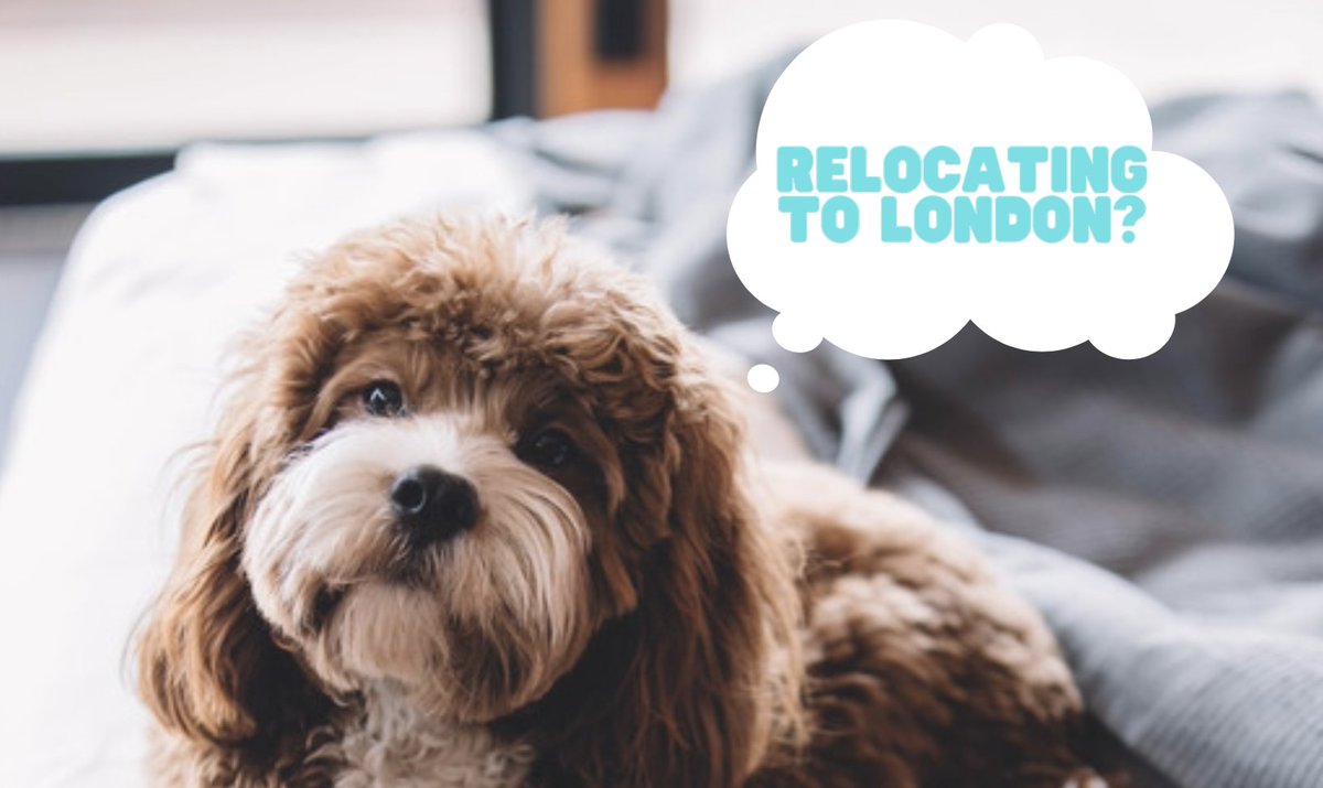 Relocating to London with pets? Book with us! :) urban-stay.co.uk #servicedapartments #corporateapartments