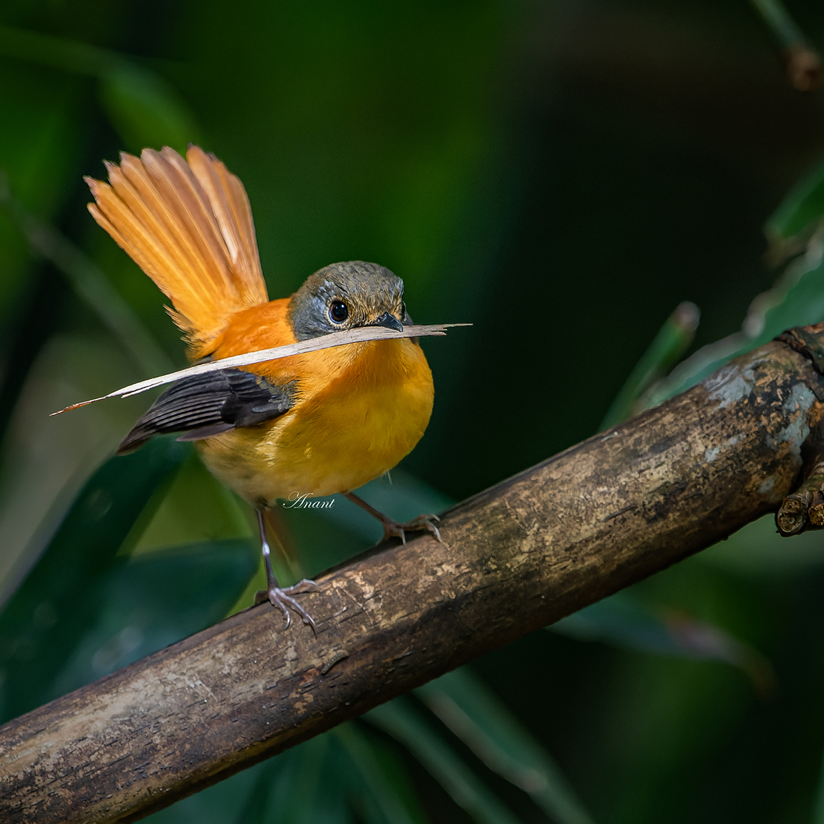 'On duty'
A Female Black and Orange Flycatcher  at Nilgiris District, Tamil Nadu

#beautifulbirds #world_bestnature #Birdwatching #bird #BirdPhotography #birding #photoMode  #TwitterNatureCommunity #BBCWildlifePOTD #ThePhotoHour #IndiAves #IndiWild @natgeoindia @NatGeoPhotos