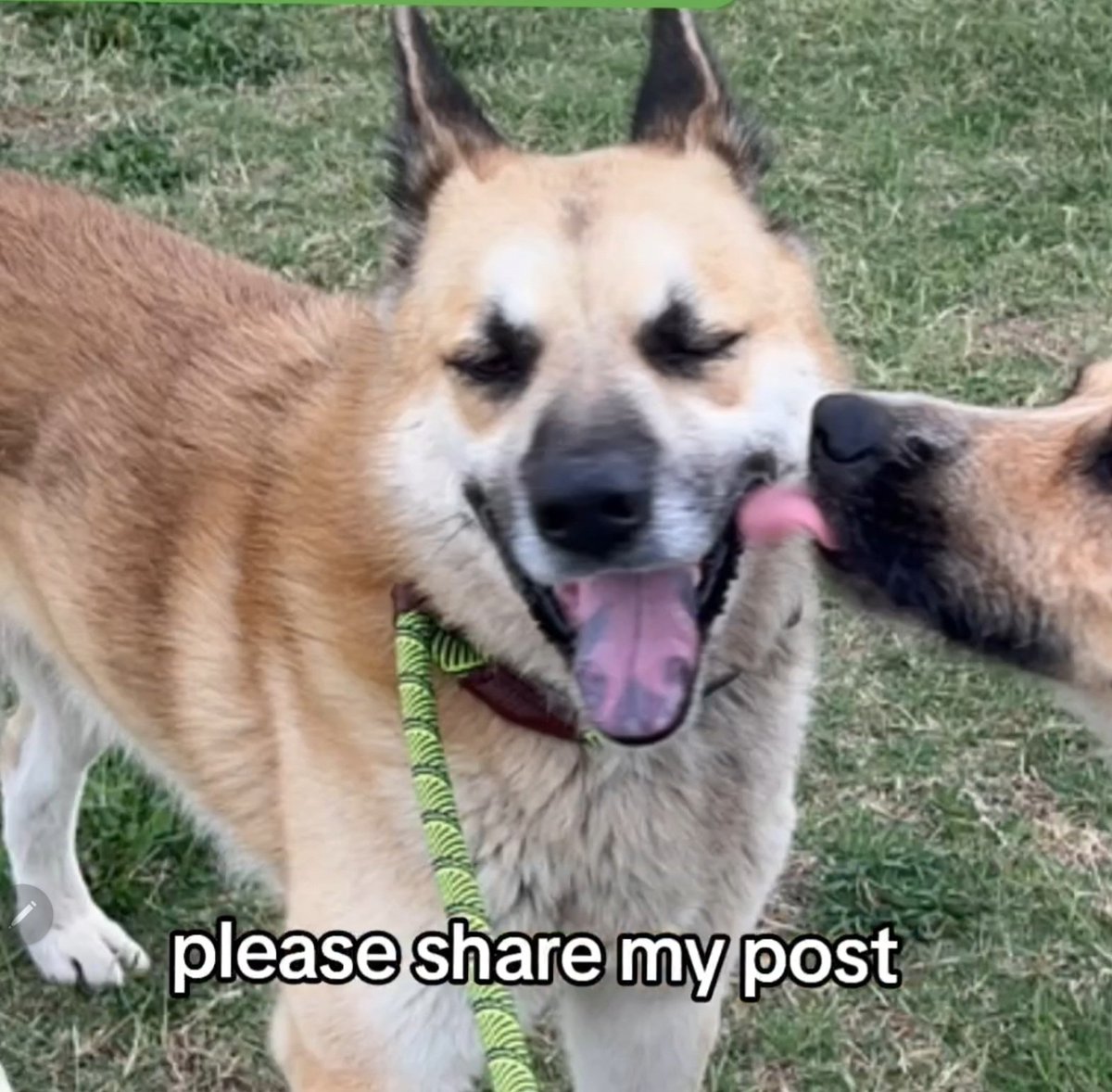 🆘️🚨looks like RAMBO A366729 passed his dog test💙this boy loves to play, now he has today #NationalAdoptAShelterPetDay #CorpusChristi Only short reprieve, dies 5/2 #TX #Ccpets Details ⬇️ watch his 🎥 if able, share, #pledgeForRescue here💙tiktok.com/t/ZPRwfH2Gs/