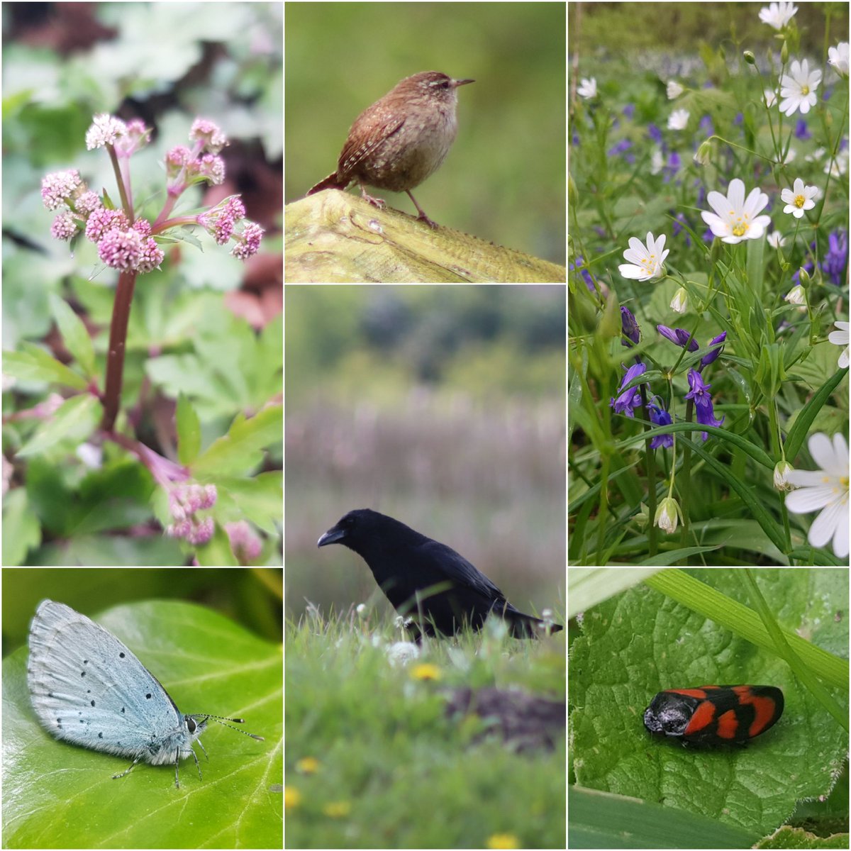 A snapshot of Day 1 from the City nature challenge 2024. Had a fantastic 4 days adventuring and discovering lots of wildlife! 
Images from - Doxey marshes & Loynton moss

@citnatchallenge @StaffsWildlife #citizenscience #ukwildlife #citynaturechallenge2024