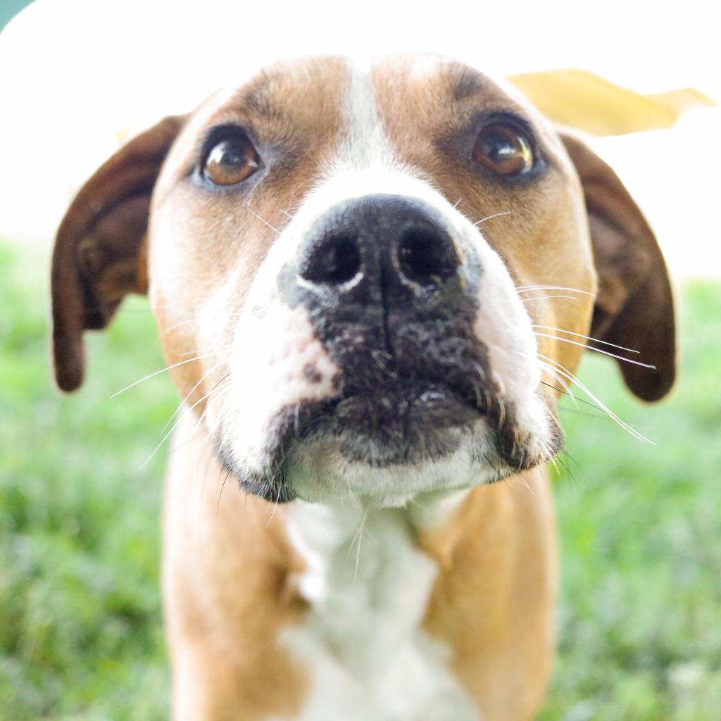 GvlAnimalCare's tweet photo. It's time for a #TeamFavoriteTuesday!! Meet Daniels. This gentle &amp; affectionate pup is eagerly awaiting his forever home. He's highly motivated by treats and he ADORES interacting with his favorite person, relishing every moment of attention. Text/call (864) 467-3985 to meet him! https://t.co/23RyOt4M8I
