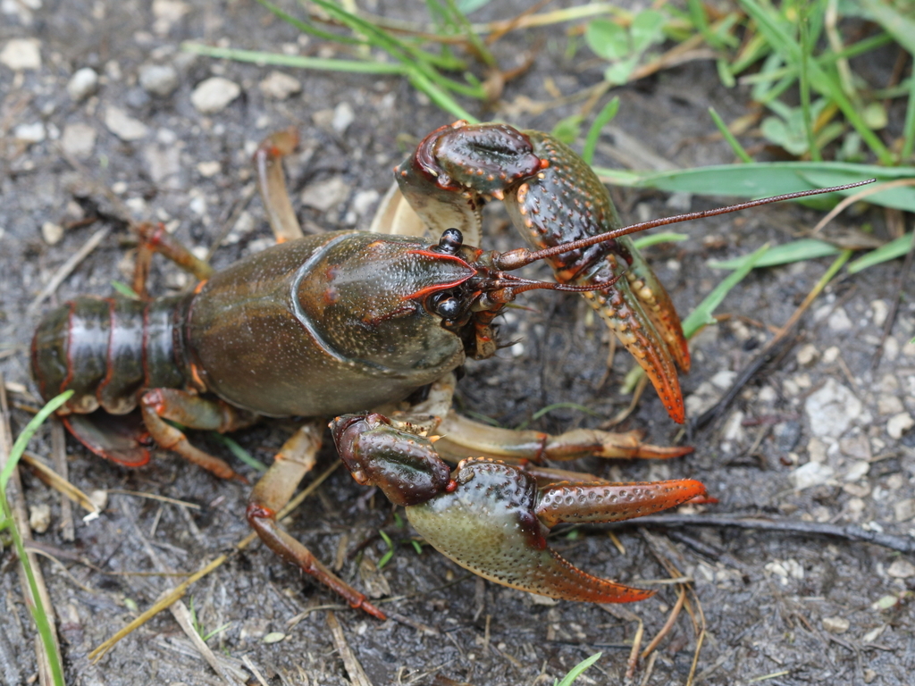 Learn more about Ontario's amazing species AND contribute to #CommunityScience by using the @inaturalist app!

One #iNaturalist user even found a Paintedhand Mudbug – a species of crayfish never before reported in Canada! ⤵️
bit.ly/3vGoTK3

#CommunityScienceMonth