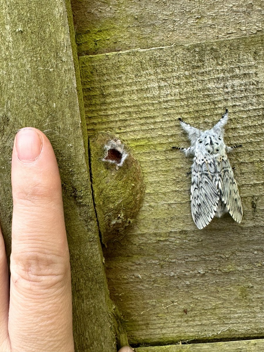 I would’ve thought this moth was black arches but it’s 3cm or so long. Can anyone help id? (In my town centre garden, no oak wood nearby) @savebutterflies