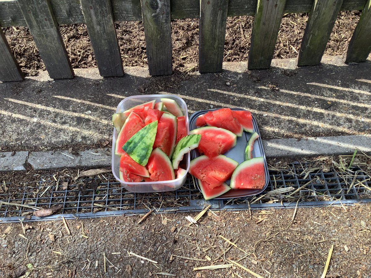 WPApigs's tweet photo. Thank you @kewlittlepigsuk for your post about watermelons the other day. Our pigs loved it today.🍉🐽🐷
#happychildrenlearn #schoolpigs https://t.co/cj34bNPB3G