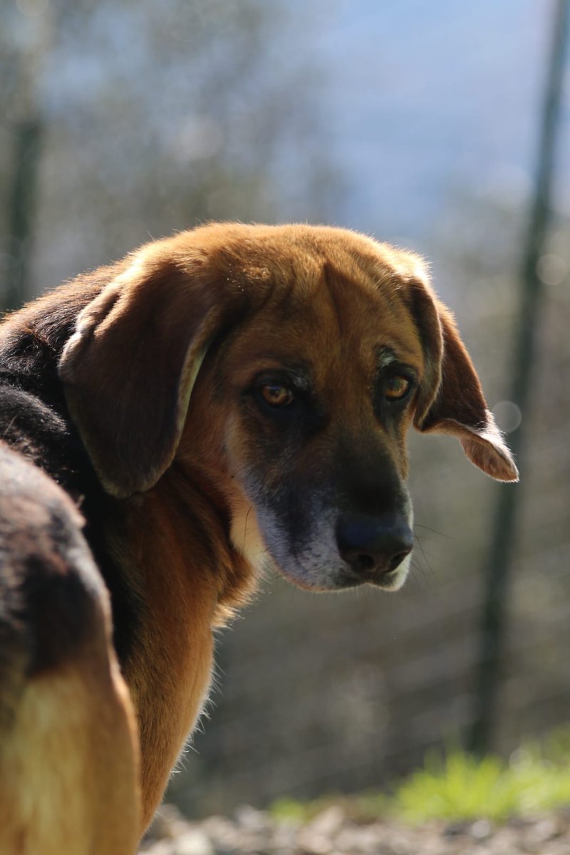 BOBO, adulto di taglia media. È un cane molto attivo, gli piace muoversi, correre e apprezza molto l'acqua. È perfetto per delle belle scampagnate. Socievole con le persone, da testare con altri cani. Per info Losa 3201458159 o Elisabetta 3382635117