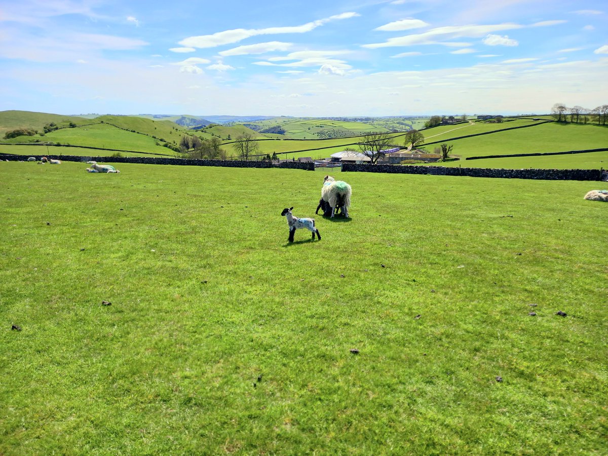 The lamb looks very proud of her home.