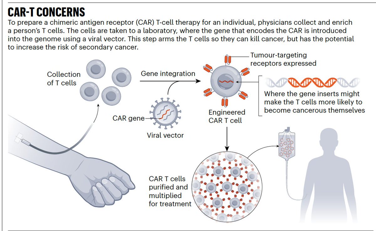 On the link between engineered T-cells (CAR T) and secondary cancers: ~30 cases reported among  30,000 people treated nature.com/articles/d4158…  <a href="/Nature/">nature</a> <a href="/cwillyard/">Cassandra Willyard</a>