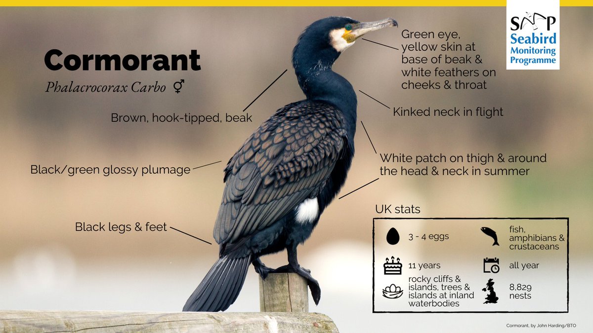 It is time for another #SMPspotlight! This time, Cormorant, with colonies at the coast and, since the 1950s, inland too. SMP monitoring for this species starts in the next couple of months, depending on the colony location. 

🧵⬇️<a href="/_BTO/">BTO</a> <a href="/JNCC_UK/">JNCC</a> <a href="/RSPBScience/">RSPB Science</a>
