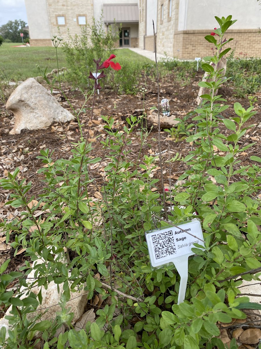 Finally got some of our native and adapted garden stakes in the ground. I have some more to make.,<a href="/PearsonRanchMS/">Pearson Ranch MS</a> <a href="/ecorise/">EcoRise</a>