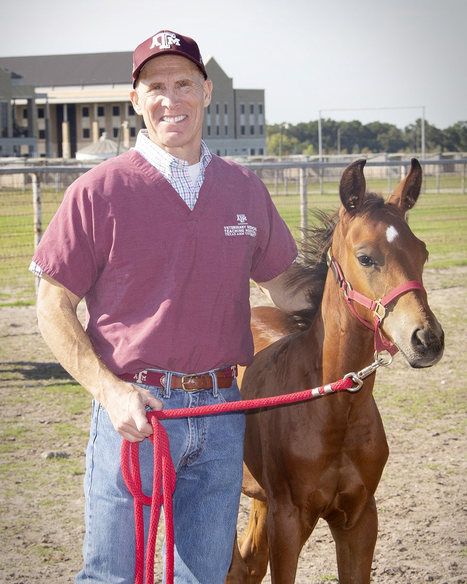 Distinguished professor Dr. Noah Cohen has been elected to the 2023 class of American Association for the Advancement of Science (AAAS) Fellows! Read more: vetmed.tamu.edu/news/press-rel… #TAMUVetMed